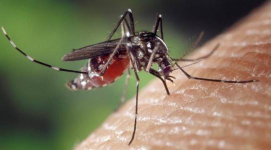 3 veszélyes szúnyogfaj bukkant fel Magyarországon – a lakosság segítségét kérik