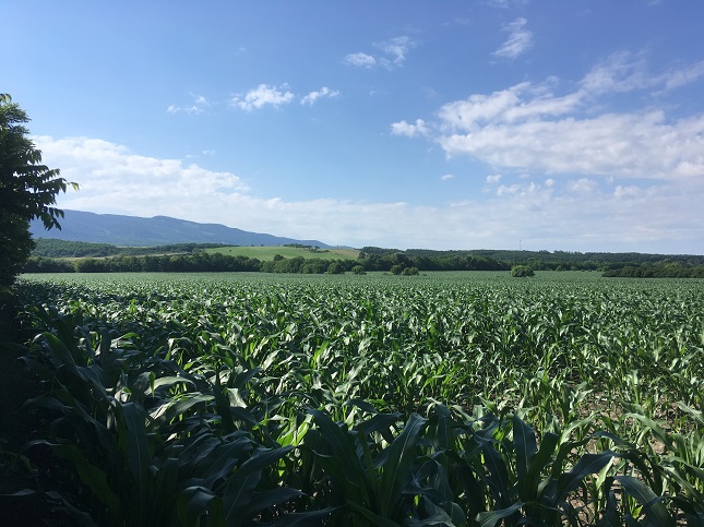 kukoricaföld