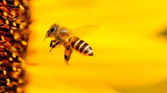 Egy új világ kapujában: a méhek megoldják a növényvédelmet!