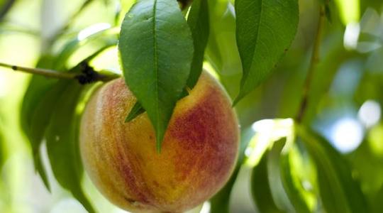 Lassan le kell mondanunk a hagyományos hazai gyümölcsfajtákról?