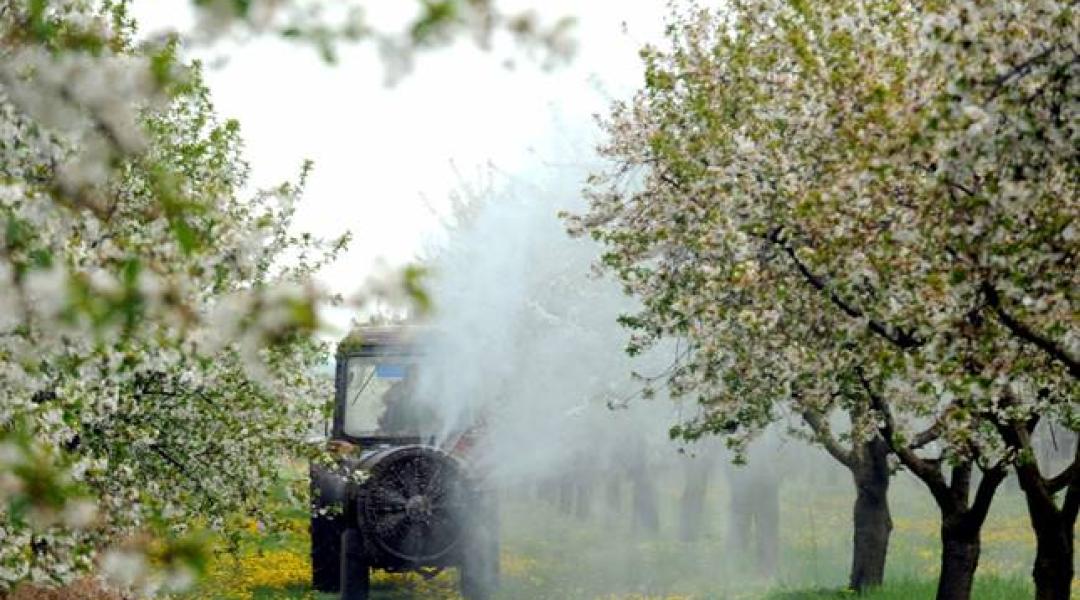 Megérkeztek a károsítók a gyümölcsösbe – védekezni kell!