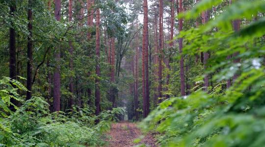 Az erdőket is fell kell készíteni a klímaváltozásra