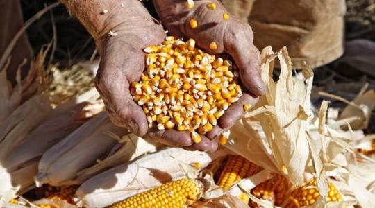 Nagyot drágult a búza és a kukorica – ennyiért cserél gazdát a termény