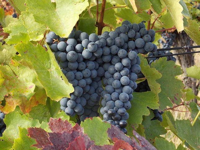 a szőlő savtartalma csökken a nyári forróság miatt