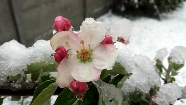 havazás és virágzó almafa