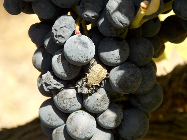 ázsiai márványos poloska szőlőn