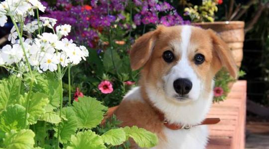 7+1 biztos tipp, hogy kutya mellett se kelljen lemondani a gyönyörű kertről