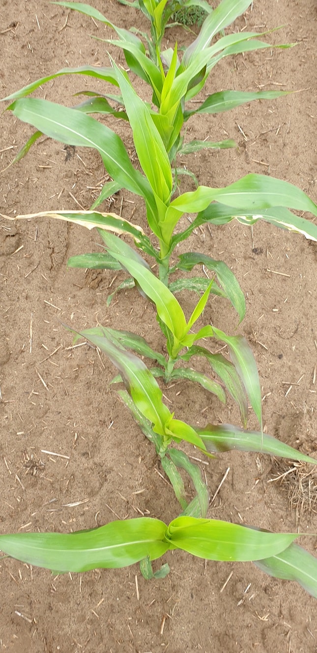 Standard készítménnyel kezelt kukorica erőteljes sárgulás és nitrogénhiány tüneteit mutatja