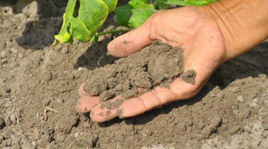 A talajmikrobák megértése fontos, használható adatokat nyújt a gazdálkodóknak