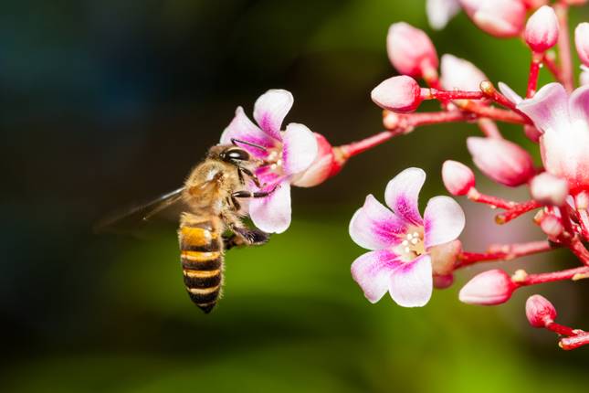 Méh beporzás közben.