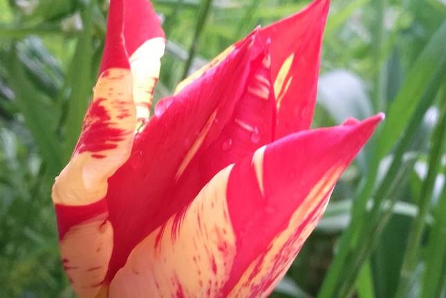 Tulipán színtörés vírus a virágon
