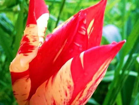 A végzetes vírus, ami először megszépíti, majd megöli a tulipánt