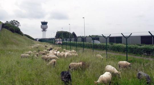 Juhokat alkalmaz a brüsszeli repülőtér fűnyírásra