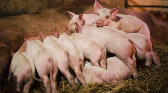 Állattenyésztés: a növekvő takarmányárak ellenére javultak a kilátások