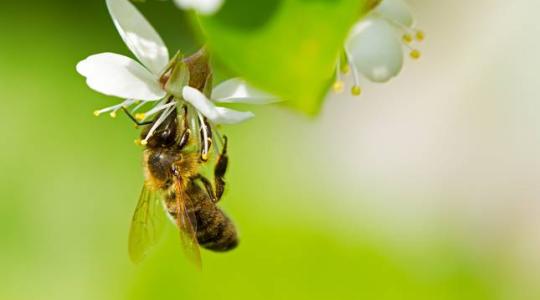 Különleges segítség a magyar méhészeknek!
