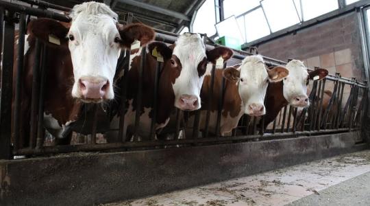 Hatalmas károkat okozhat ez a toxin, ha beszabadul a tehenek közé 