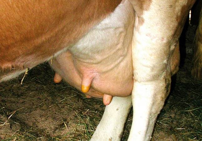 tejelő tehén üsző tőgy gyulladás