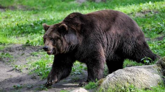 Európa legnagyobb barnamedvéjét lőtte ki törvénytelenül Liechtenstein hercege