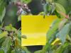 Cseresznyelégy ellen rovarcsapda? Így használd helyesen a sárga lapot
