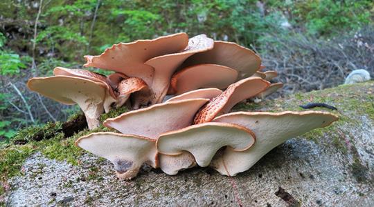 A gombász sem hitte el! Fél méteres a kalapja a gigantikus méretű gombának