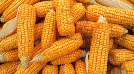 Elképesztően drága a kukorica, mélyrepülésben a vágósertés ára