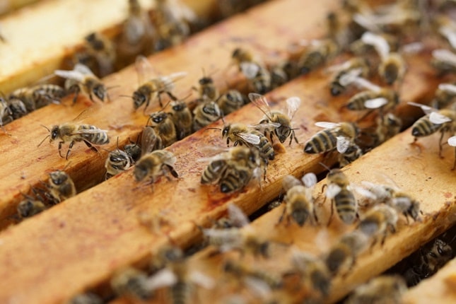méhek a kaptárban