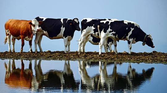 Úszva menekülnek a tehenek a vízen lebegő farmról?