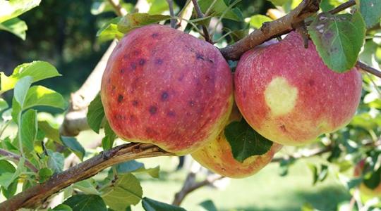 Ha minőségi almát akarsz, pótold a kalciumot hatékonyan!