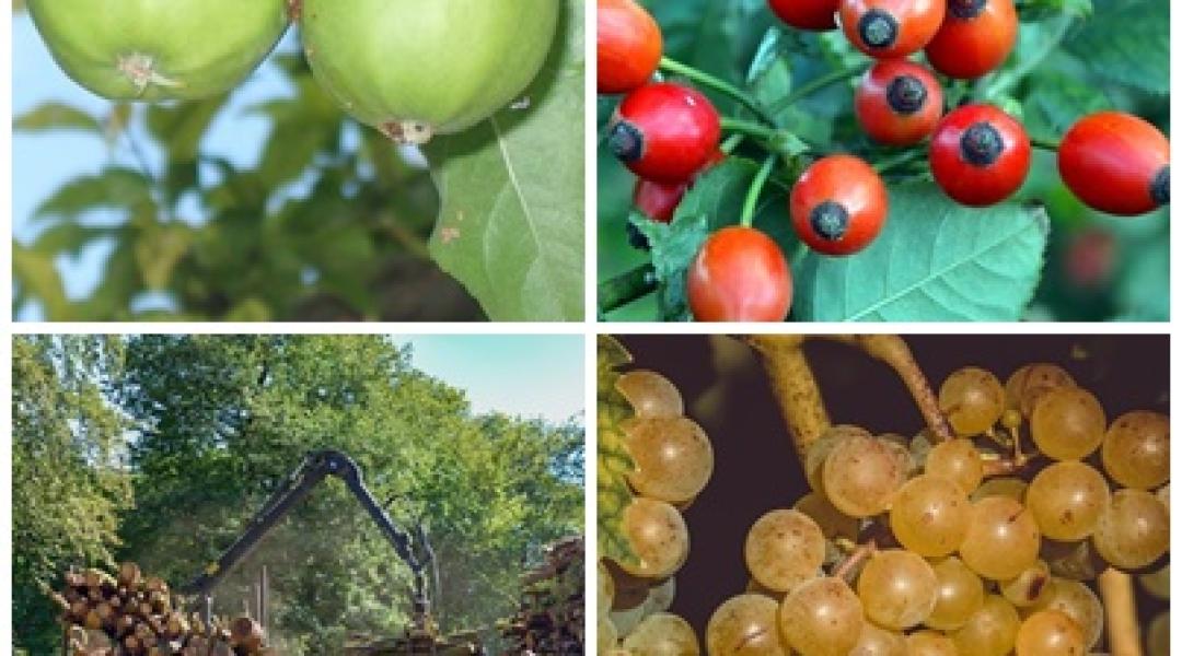 A gyümölcstermesztésben rejlő lehetőségek, új EU-s rendeletek, ismét újabb pályázatok