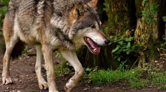 Farkastámadások: egyre nagyobb a veszély, ez már nem játék! VIDEÓ!
