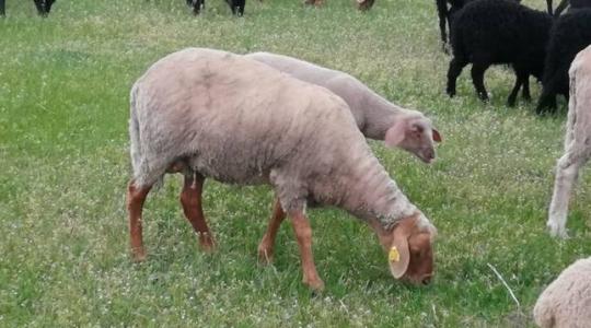 Törzskönyveztetné a kecskeméti sárga pofájú juhokat egy magyar tenyésztő