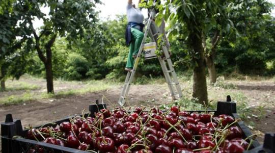 Egekben a magyar cseresznye ára – drágán indul a szezon