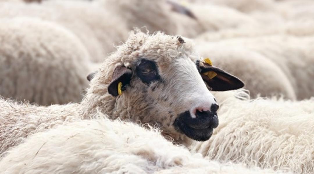 Változik a juh- és kecskefélék jelölése: segítünk megfelelni az új szabályozásnak