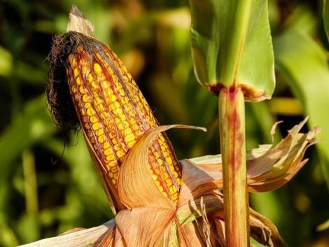 Nagyüzemi szinten termelnék a kukorica kártevőjének parazitáját Kínában