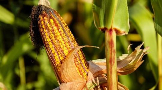 Nagyüzemi szinten termelnék a kukorica kártevőjének parazitáját Kínában