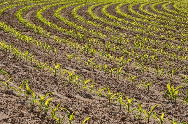 kukorica szántóföld