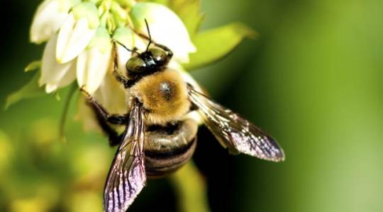 Újabb láthatatlan ellenség leselkedik az őshonos méheinkre