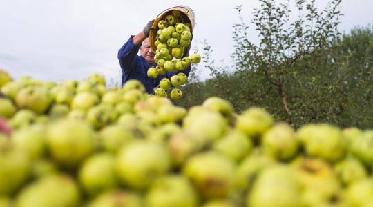 Nagy lehetőség a magyar almatermesztőknek – hatalmas alma logisztikai központ épül Szabolcsban