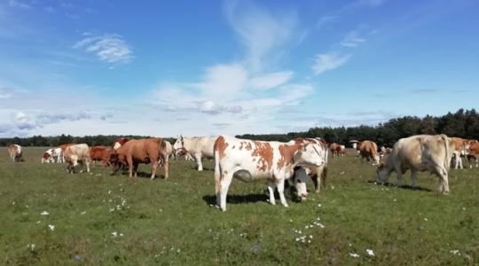 Rossz hír: gümőkórt találtak egy Veszprém megyei szarvasmarha-telepen
