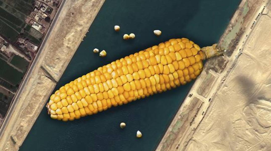 Meddig emelkedik a kukorica ára és mi lesz a búzával?