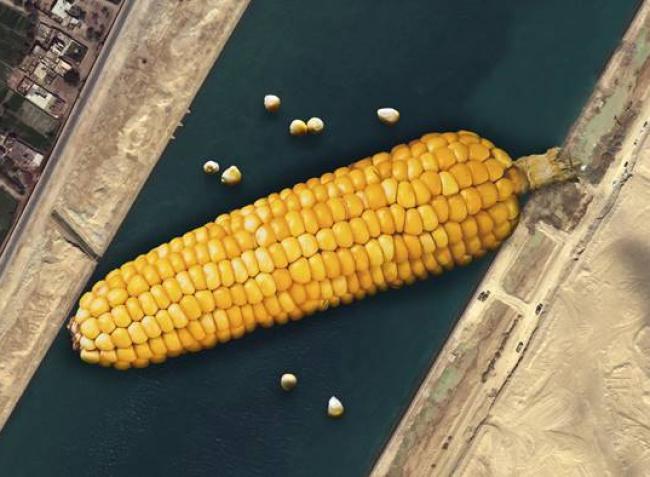 Meddig emelkedik a kukorica ára és mi lesz a búzával?