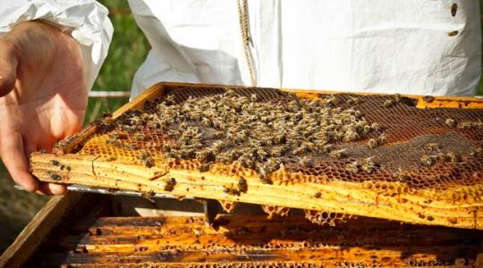 Indulnak a méhek Budapestre – Videó