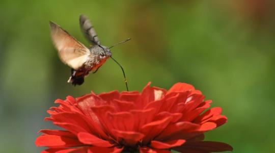 A magyar kolibri lett az év rovara. Ismerkedj meg vele!