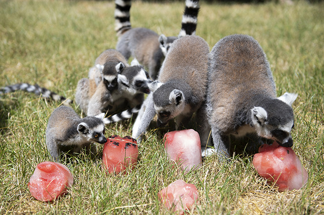 Jégkockákba fagyasztott dinnyét esznek a hőségben a gyűrűsfarkú makik (Lemur catta) a Nyíregyházi Állatparkban 2021. június 24-én.