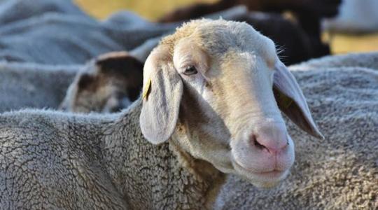 Pattanásig feszült a helyzet Jánoshalmán: elkóborolt állatok legelték le a kukoricát
