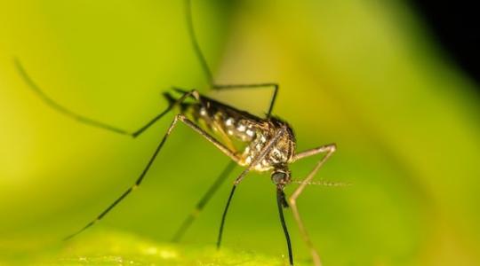 Több mint ötszáz településen gyérítik a szúnyogokat a héten