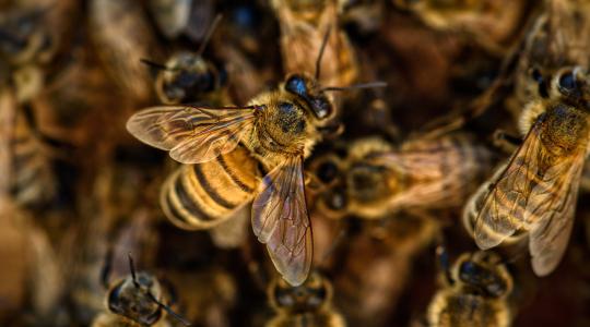 A különleges diétára fogott méhek ellenállóbbá váltak a fertőzésekkel szemben