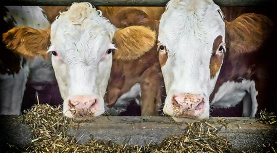 A cél szép, de teljesíthető? Ukrajna a tejtermékekből a teljes önellátásra törekszik