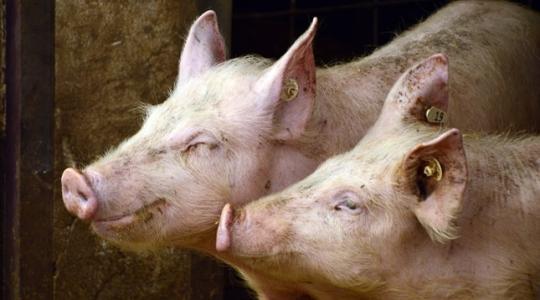 Hatalmas kihívás lesz az állattartóknak az antibiotikum-használat korlátozása