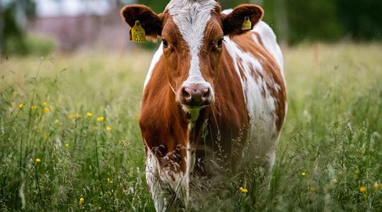 Rakjunk szájkosarat a tehenekre, hogy csökkenjen a metánkibocsátásuk?